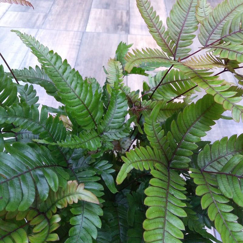 Папоротник Птерис Триколор