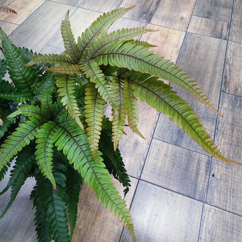 Папоротник Птерис Триколор