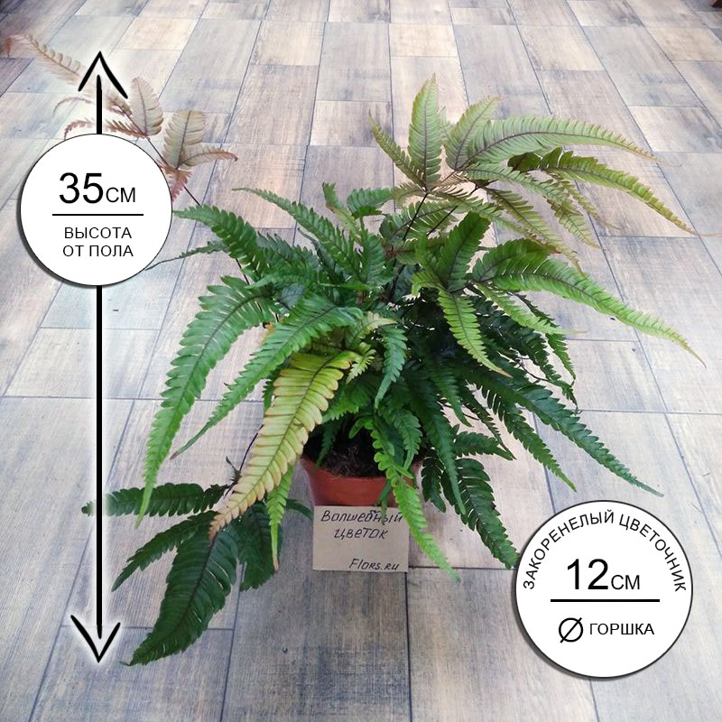 Папоротник Птерис Триколор