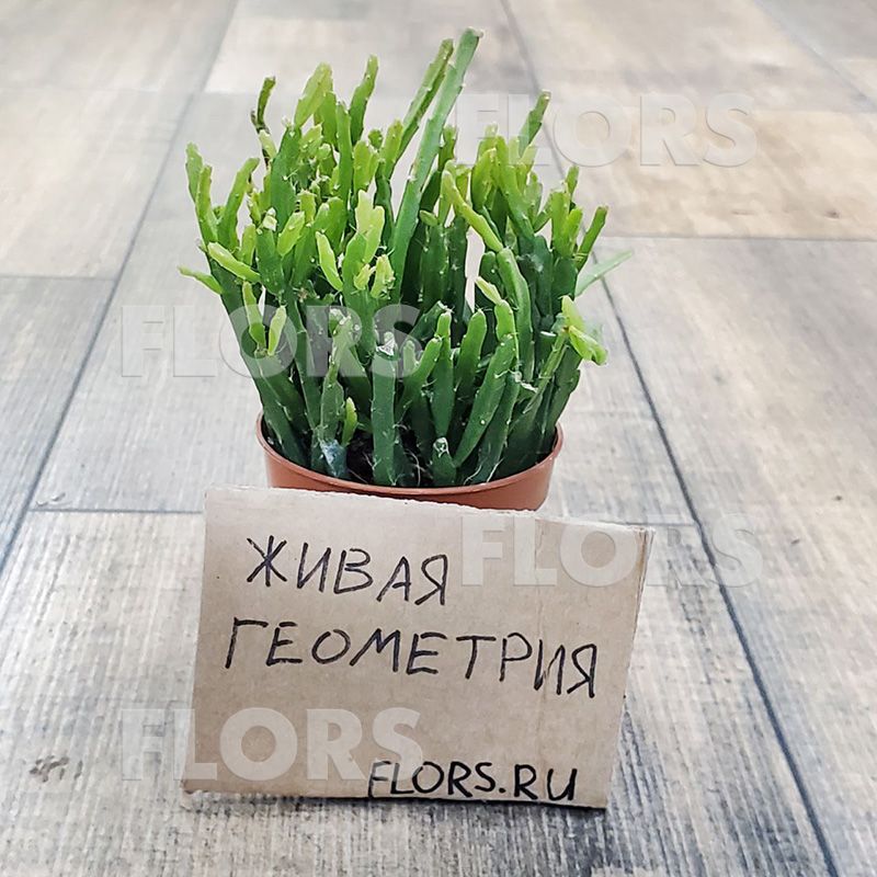 Суккулент Рипсалис Эвальдиана