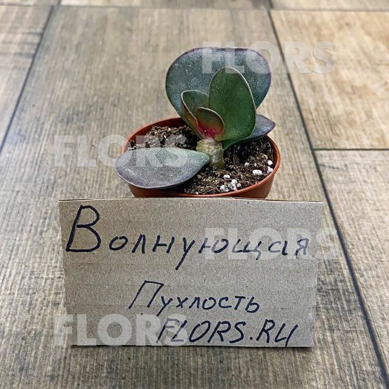 Суккулент Адромискус Тригнус