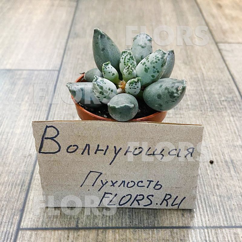 Суккулент Адромискус Грей