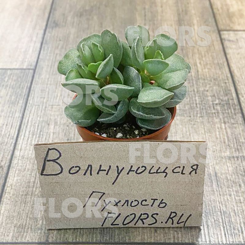 Суккулент Адромискус Кристатус