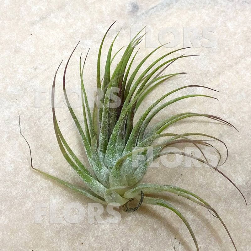 Тилландсия атмосферная Ионанта