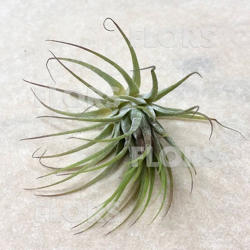 Тилландсия атмосферная Ионанта