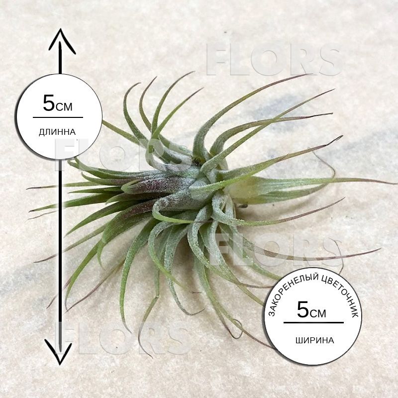 Тилландсия атмосферная Ионанта