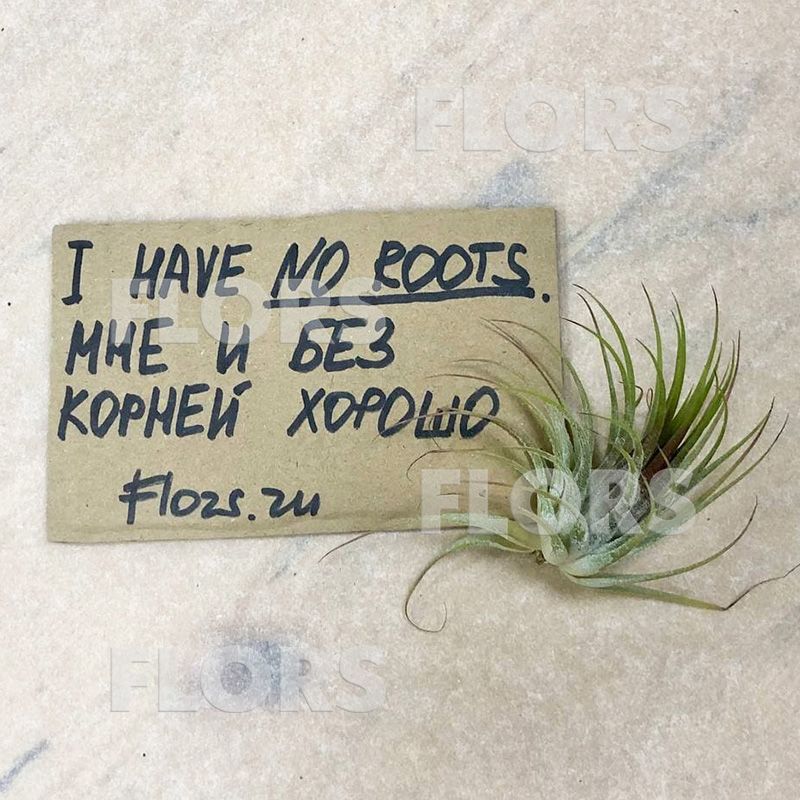 Тилландсия атмосферная Ионанта