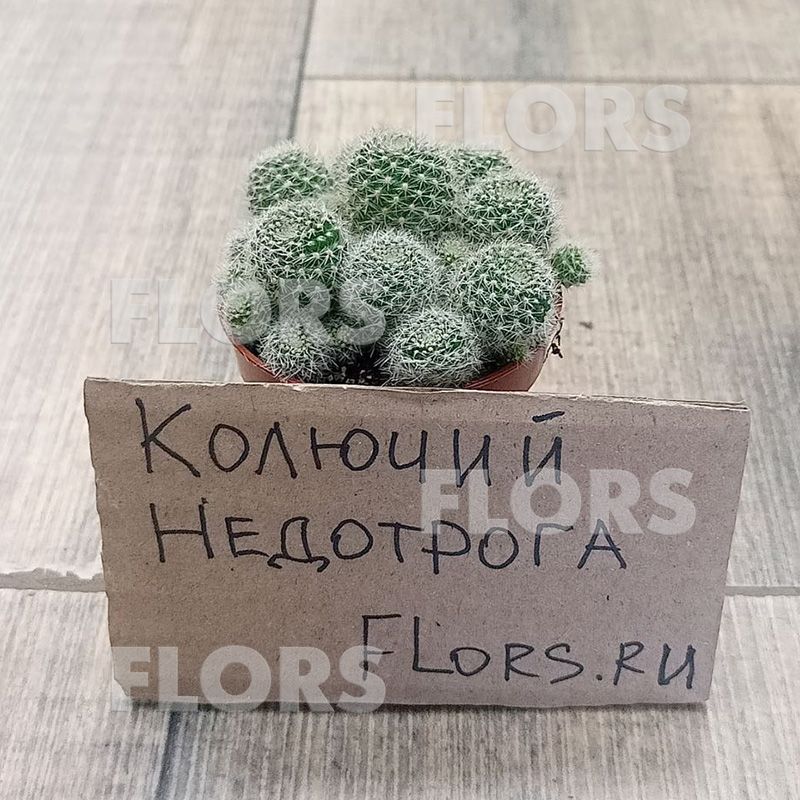 Кактус Маммилярия снежная группа