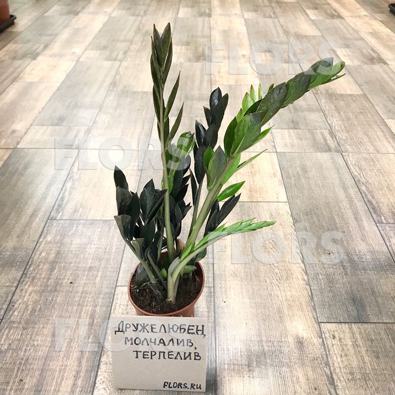Замиокулькас Замикро