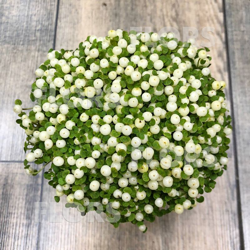 Нертера белая