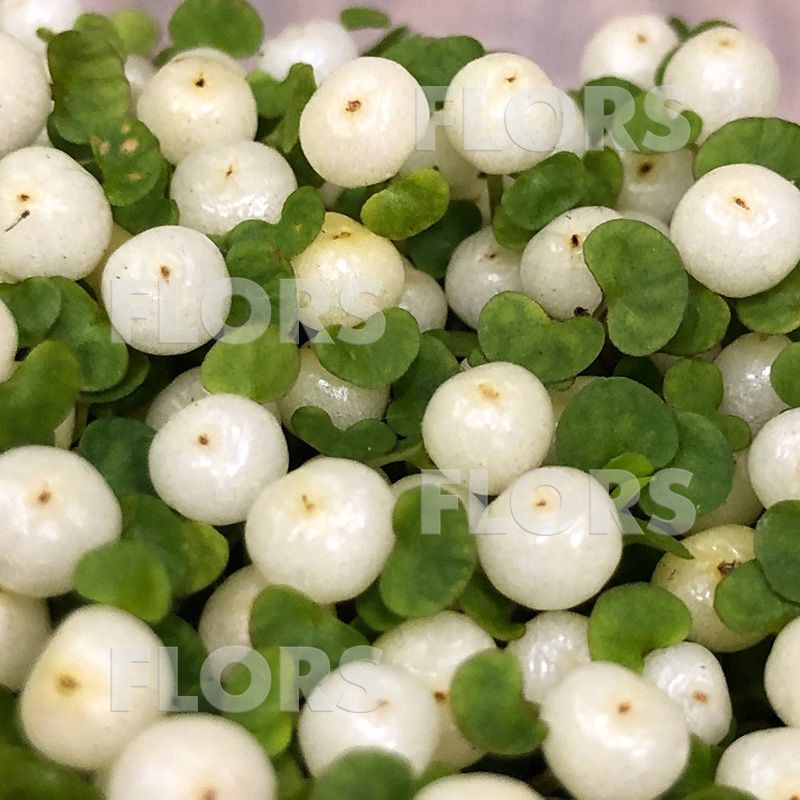 Нертера белая