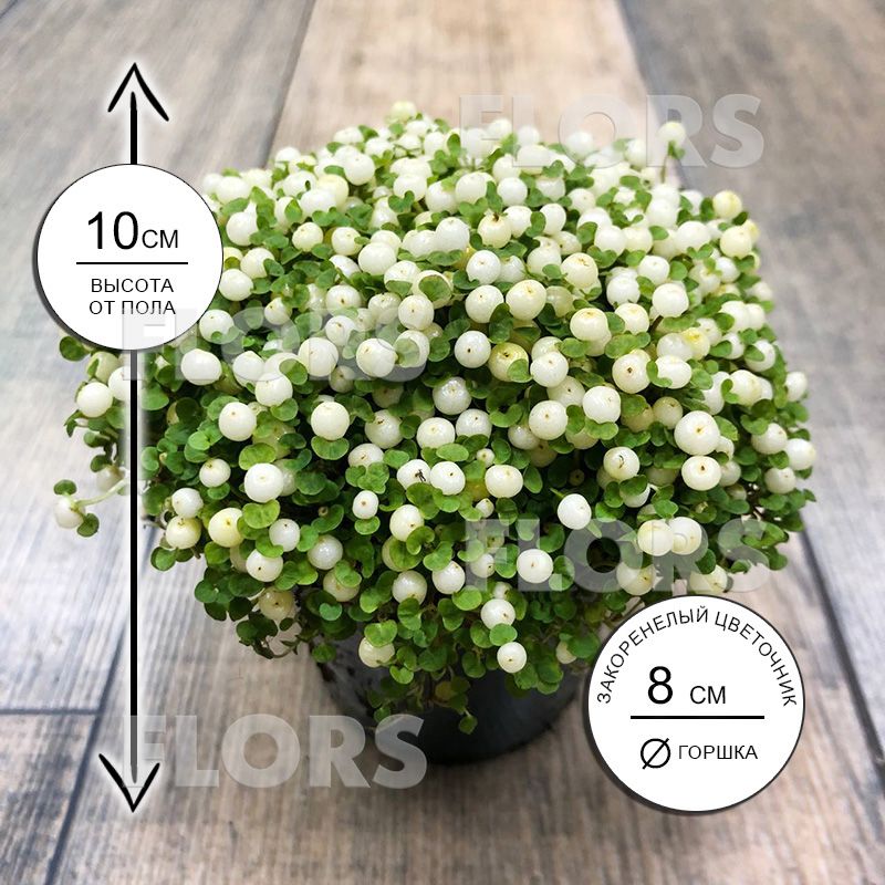 Нертера белая