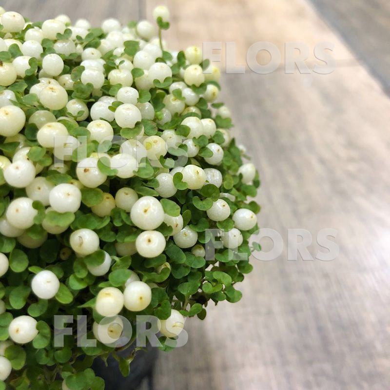 Нертера белая