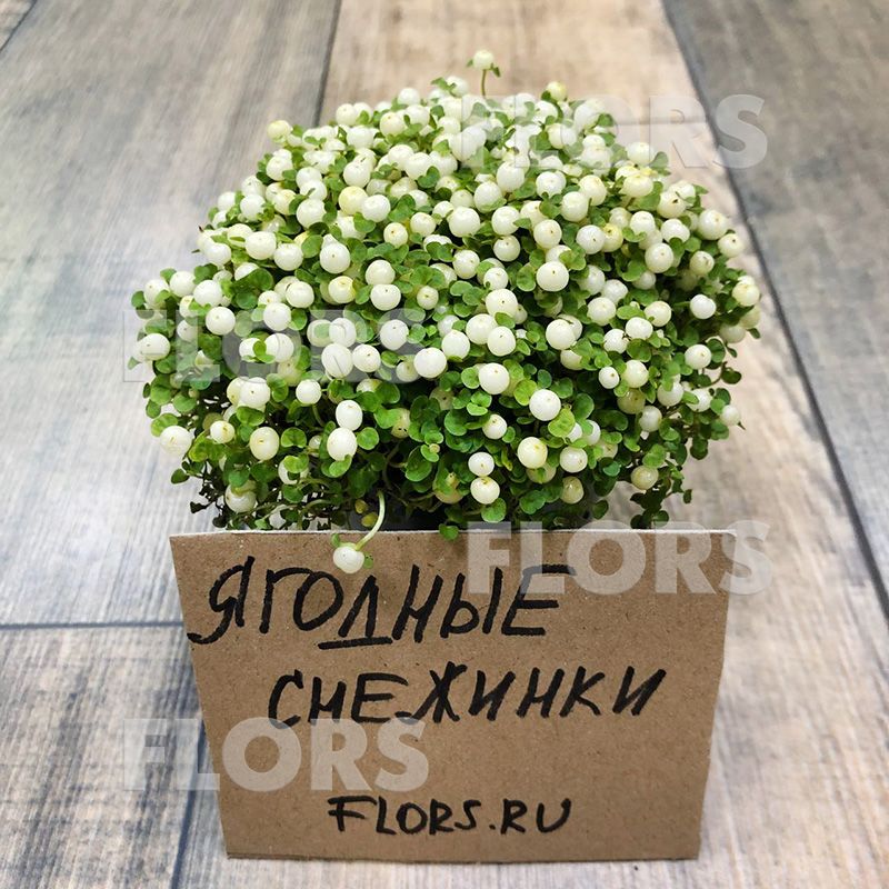 Нертера белая