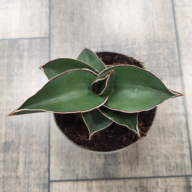 Сансевиерия Самурай