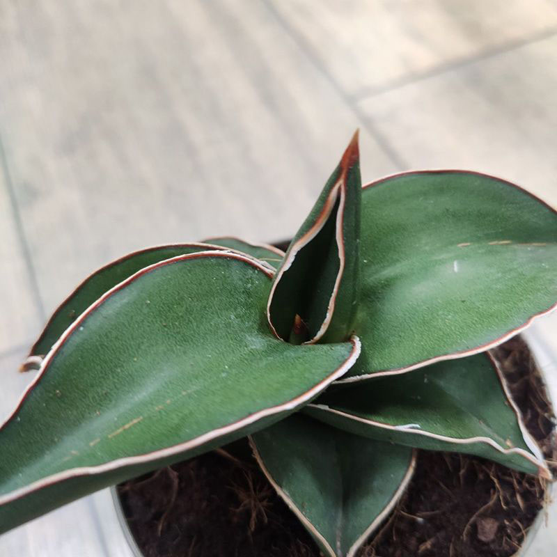 Сансевиерия Самурай