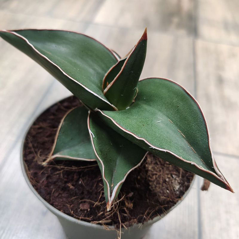 Сансевиерия Самурай