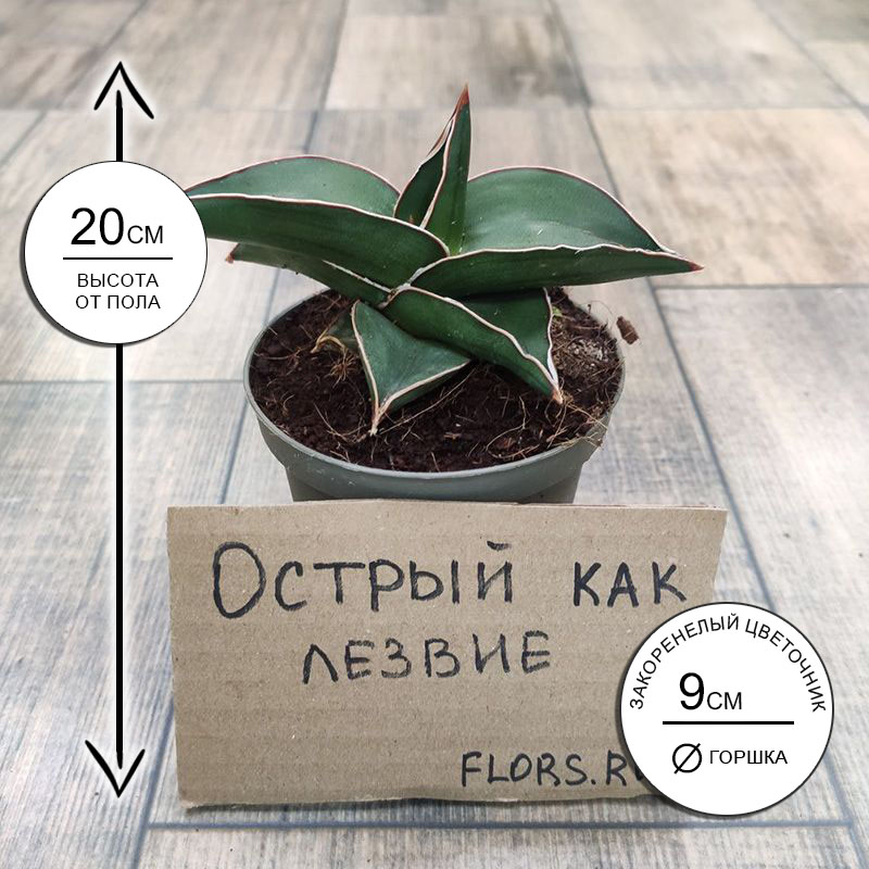 Сансевиерия Самурай