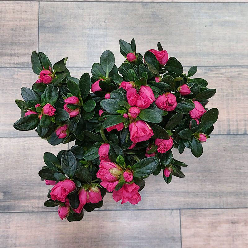 Азалия Инка на штамбе