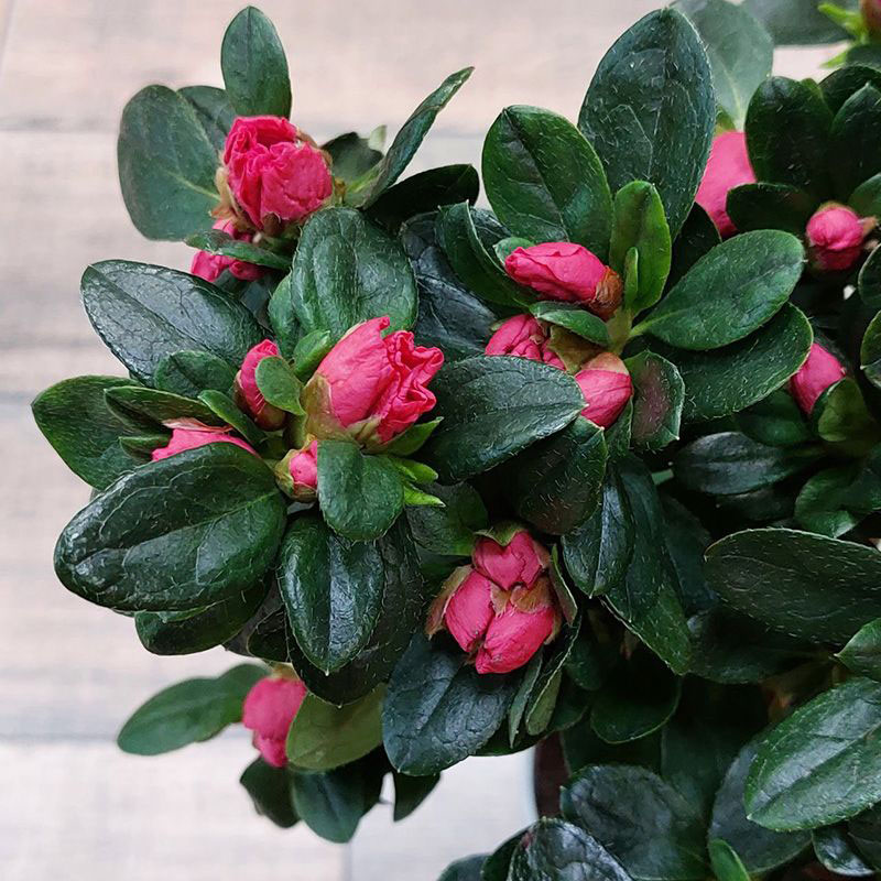 Азалия Инка на штамбе