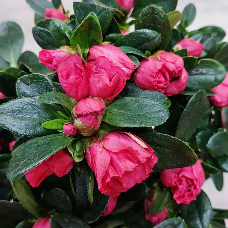 Азалия Инка на штамбе