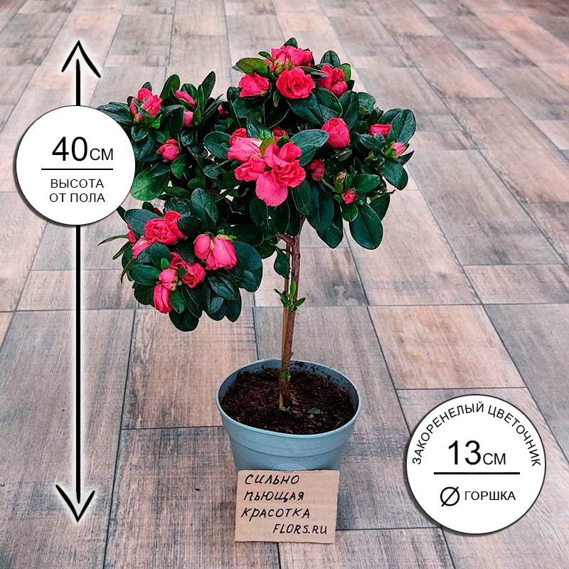 Азалия Инка на штамбе