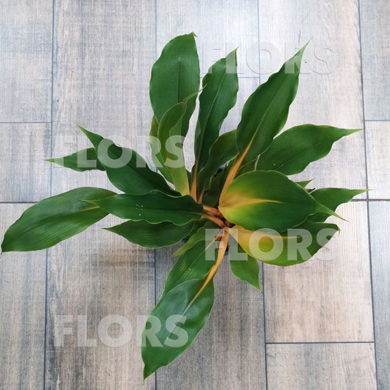 Хлорофитум Оранж Файэр Флеш