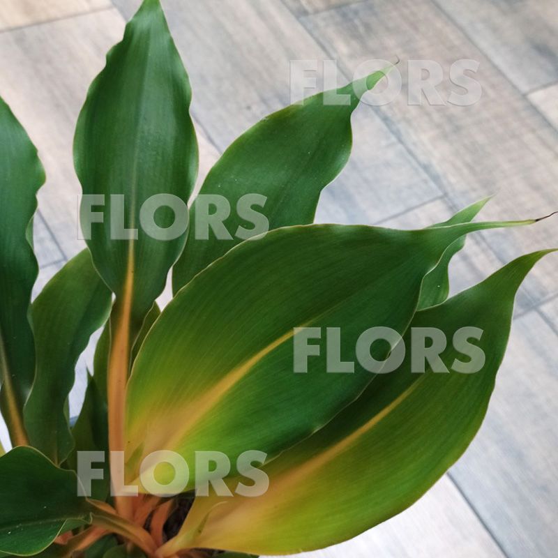 Хлорофитум Оранж Файэр Флеш