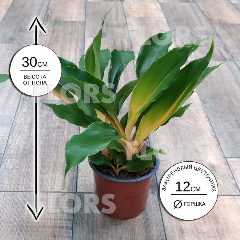 Хлорофитум Оранж Файэр Флеш