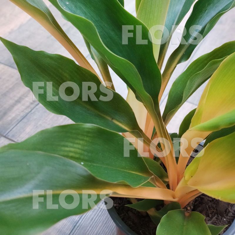 Хлорофитум Оранж Файэр Флеш