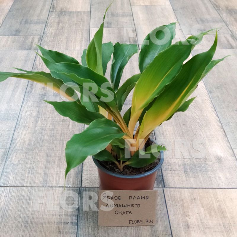 Хлорофитум Оранж Файэр Флеш