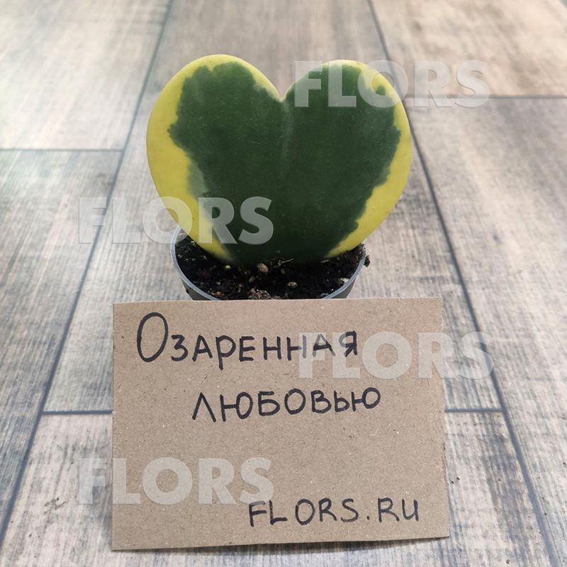 Хойя Керри вариегатная