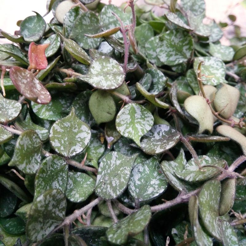 Хойя Куртиси подвесная