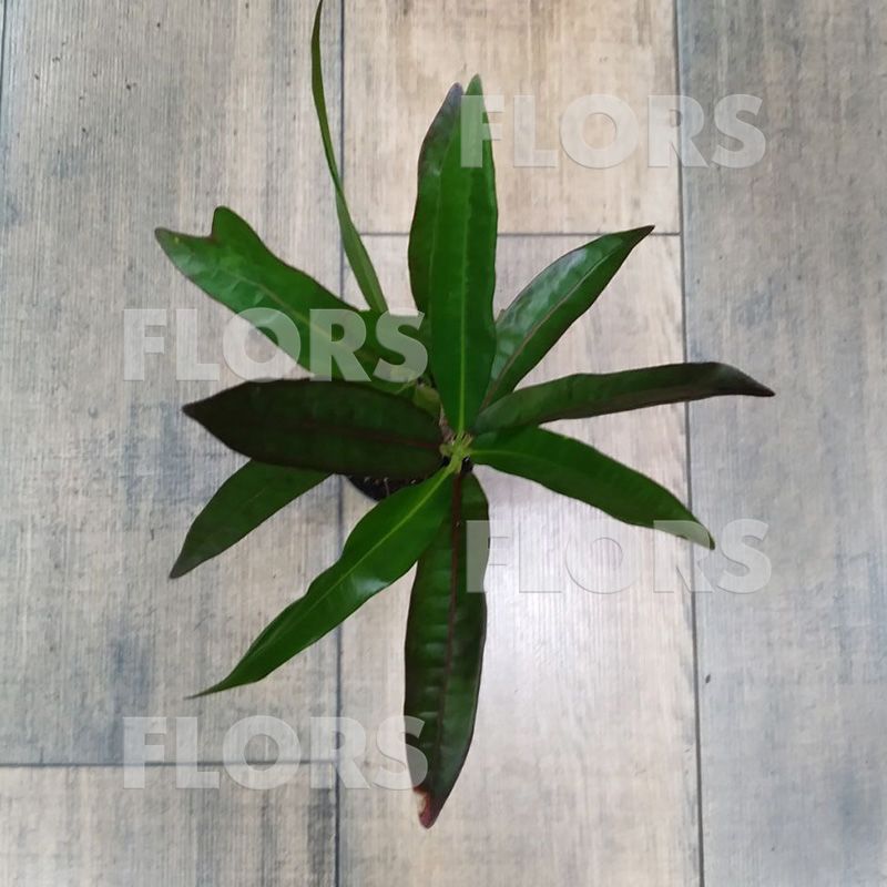 Кодиеум Виктория на штамбе