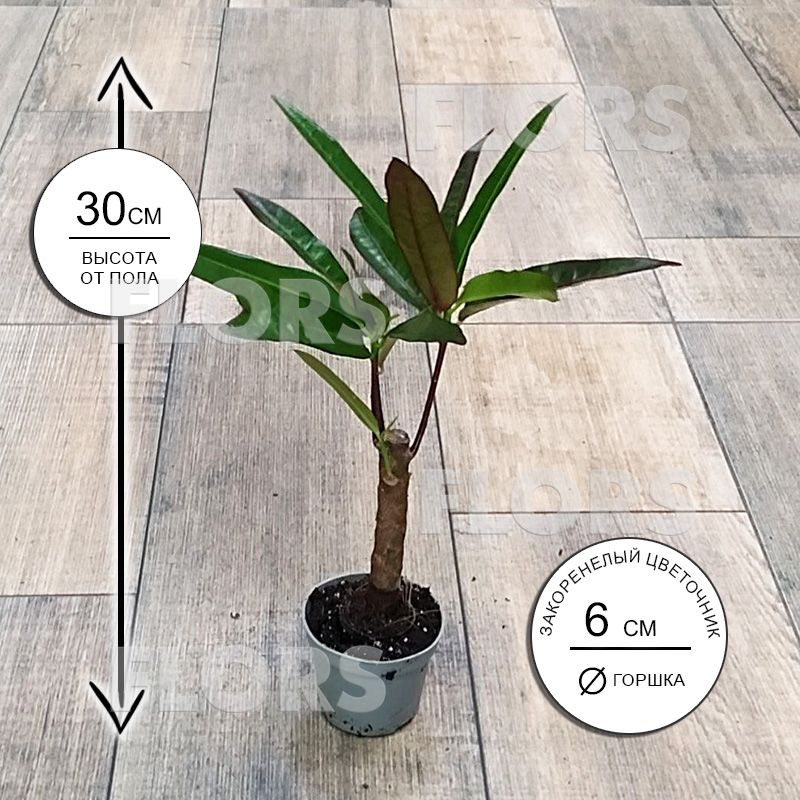 Кодиеум Виктория на штамбе