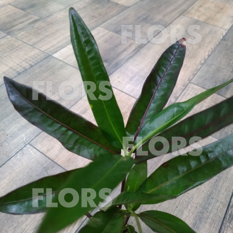 Кодиеум Виктория на штамбе