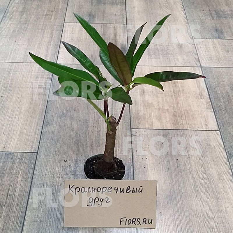 Кодиеум Виктория на штамбе