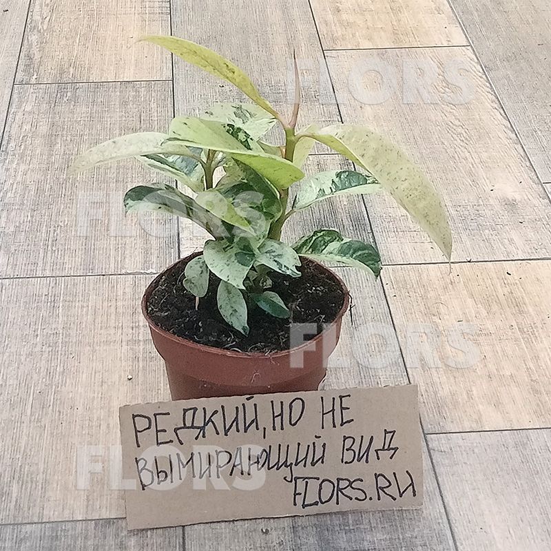 Фикус Эластика Шривериана