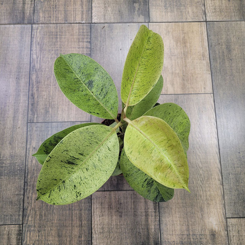 Фикус Эластика Шривериана