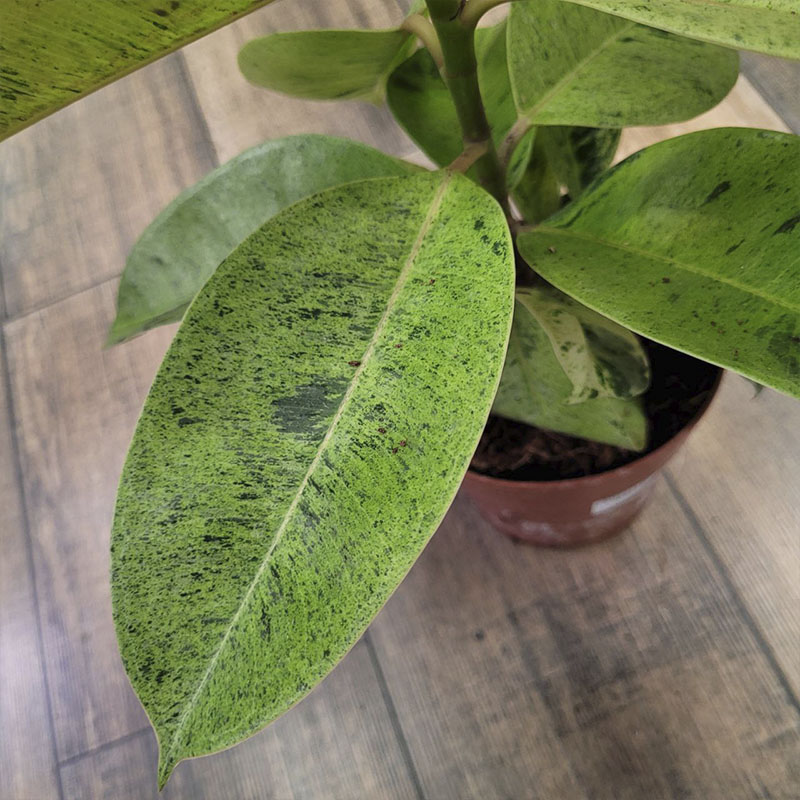 Фикус Эластика Шривериана