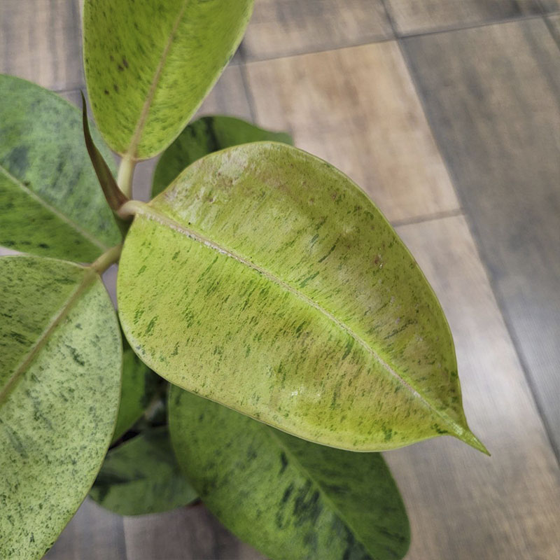 Фикус Эластика Шривериана