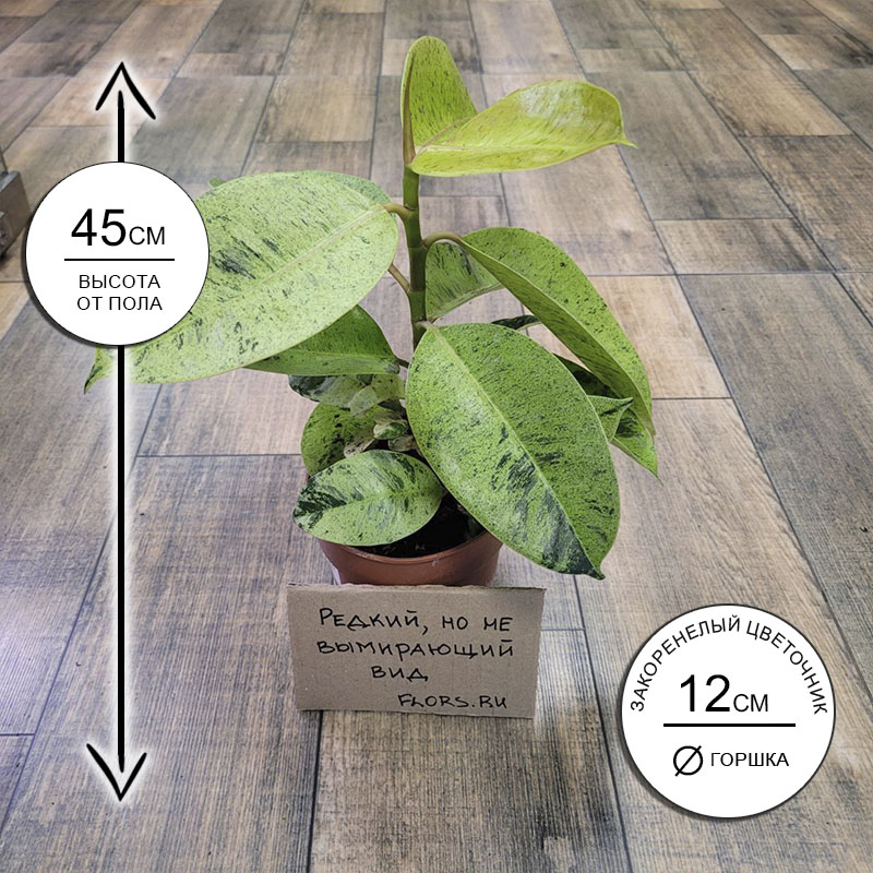 Фикус Эластика Шривериана