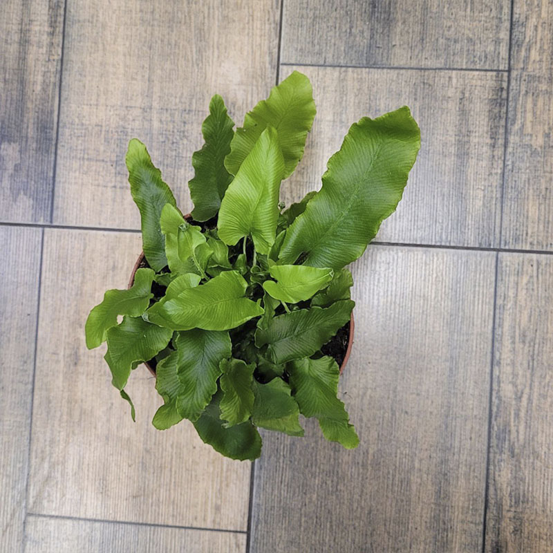 Папоротник Асплениум Сколопендриум