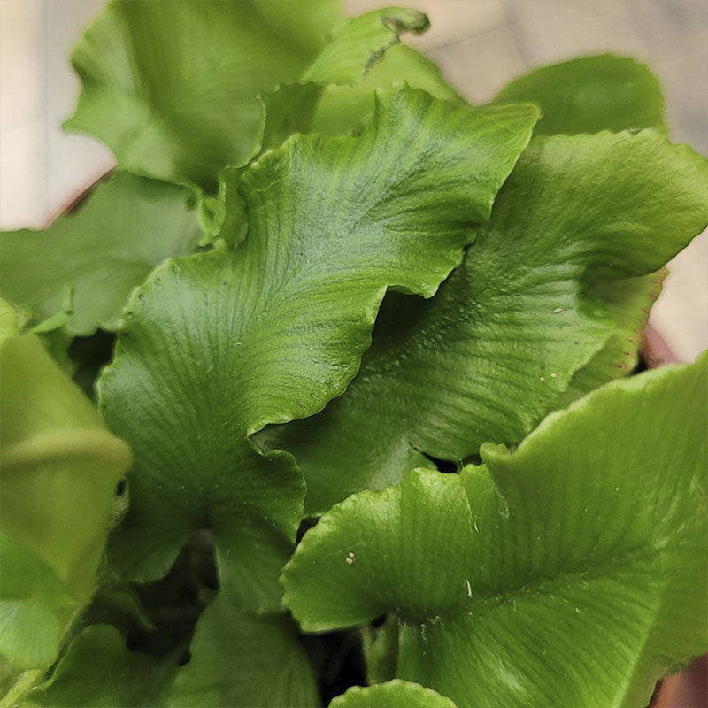 Папоротник Асплениум Сколопендриум