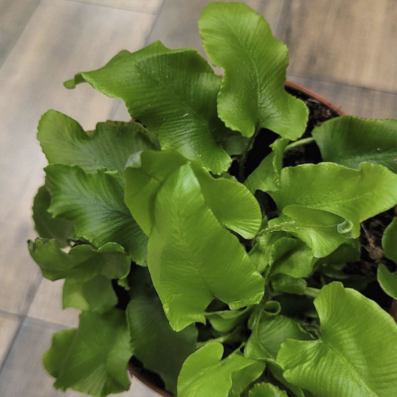 Папоротник Асплениум Сколопендриум