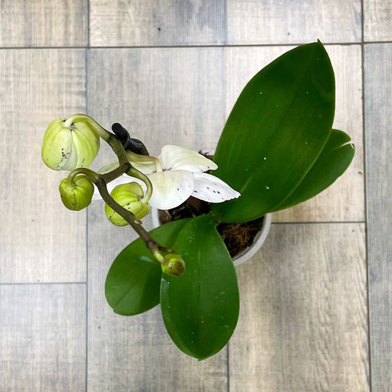 Орхидея Фаленопсис Гойя 1ств.