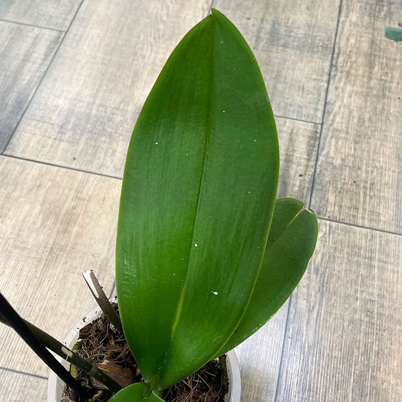 Орхидея Фаленопсис Гойя 1ств.