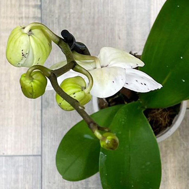 Орхидея Фаленопсис Гойя 1ств.