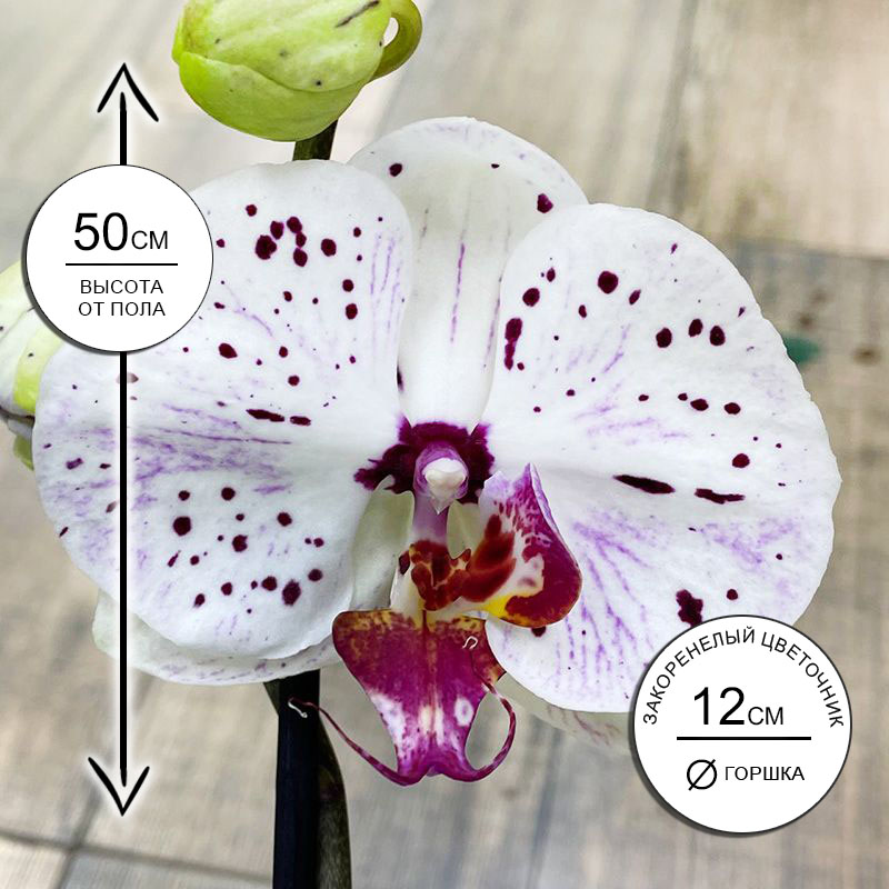 Орхидея Фаленопсис Гойя 1ств.