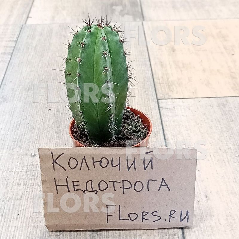 Кактус Полаския Чичипе